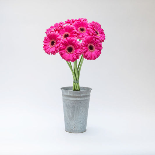 Gerbera