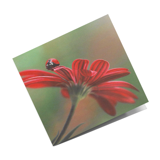 Grusskarte Marienkäfer