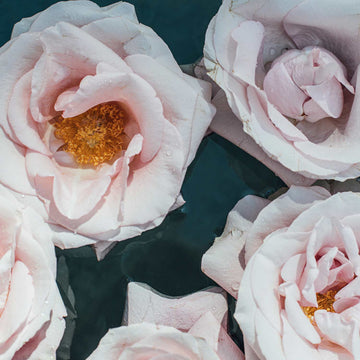 Besondere Merkmale von blumen fitze